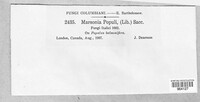 Drepanopeziza populi image